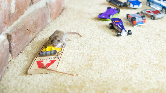 DoomBox keeps trapped mice contained so you'll never have to clean any mouse mess from your carpet or floor.