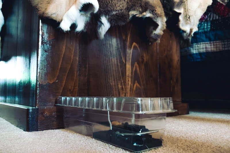 DoomBox keeps trapped mice contained so you'll never have to clean any mouse mess from your carpet or floor.